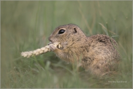 <p>SYSEL OBECNÝ (Spermophilus citellus) /European ground squirrel - Europäischer Ziesel/</p>